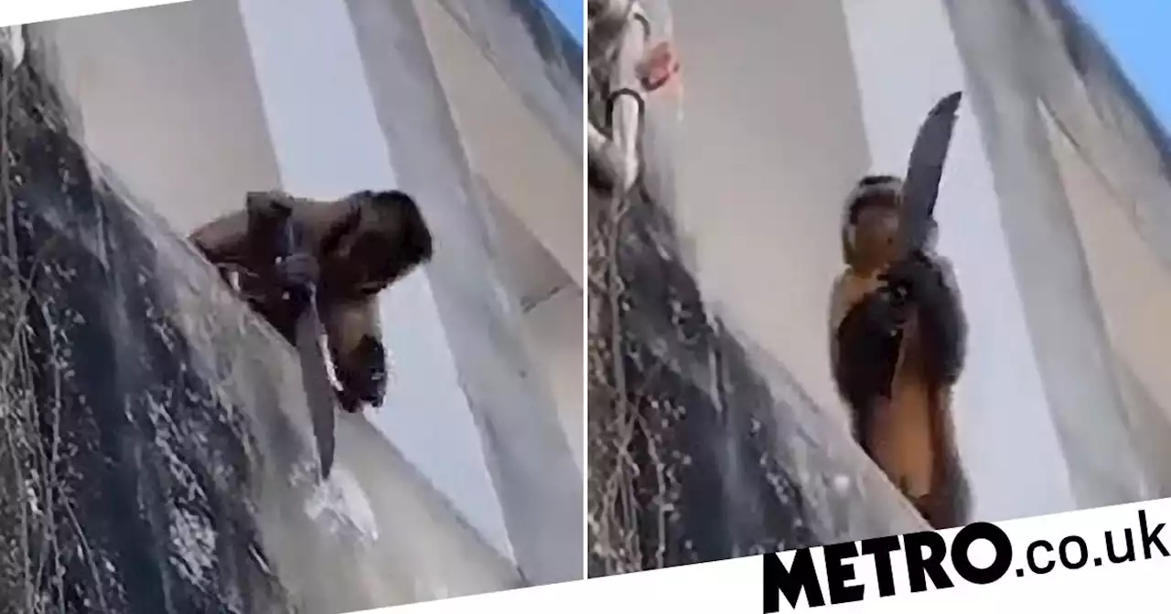 Knife-wielding monkey 'running riot' and terrorising town