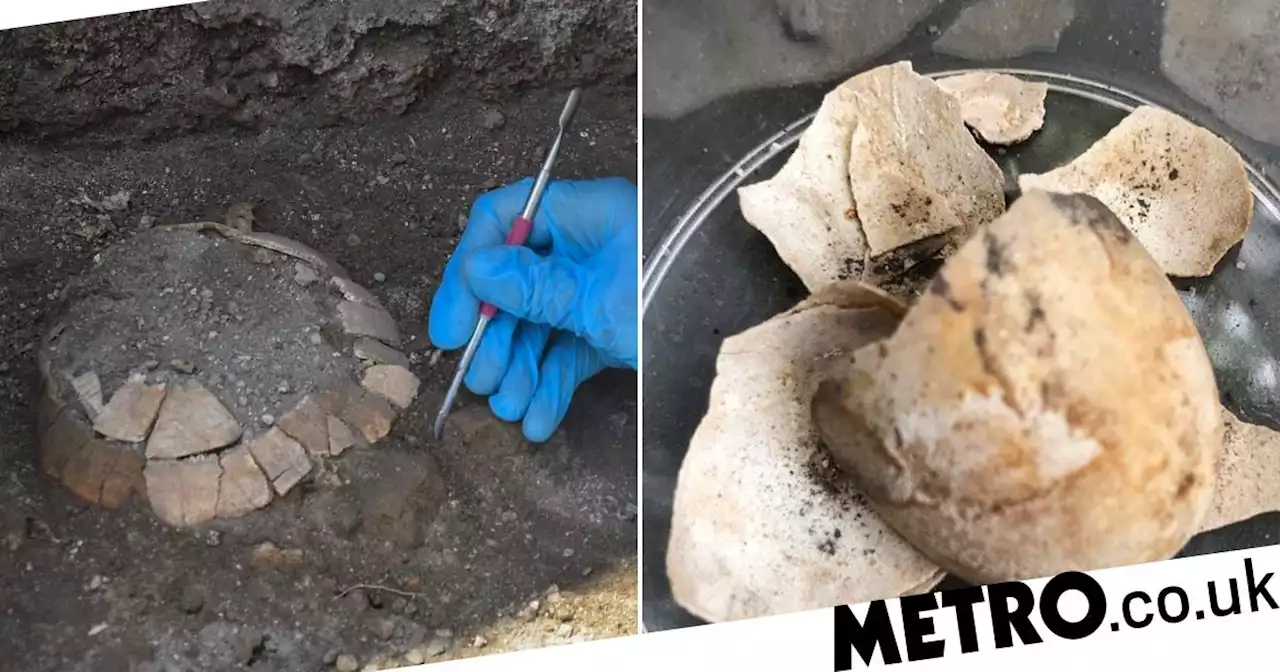 Remains of 2,000-year-old pregnant tortoise found in Pompeii