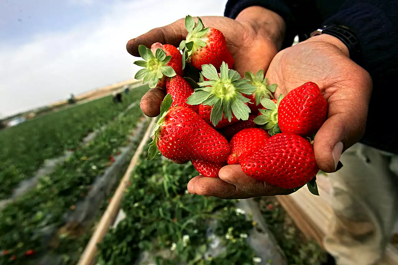 Pick-Your-Own Produce at These Local Farms This Summer