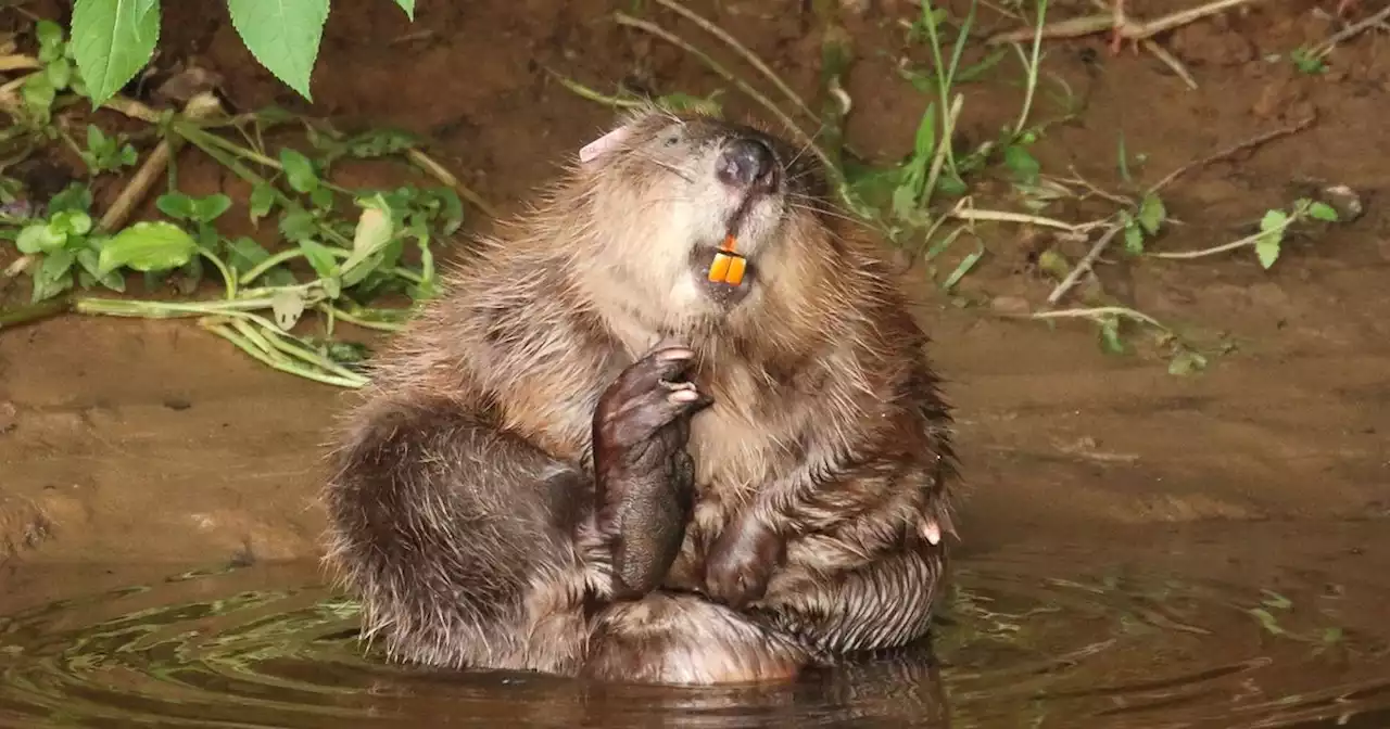 Group of children amazed by beaver's 'super powers' during advenutre