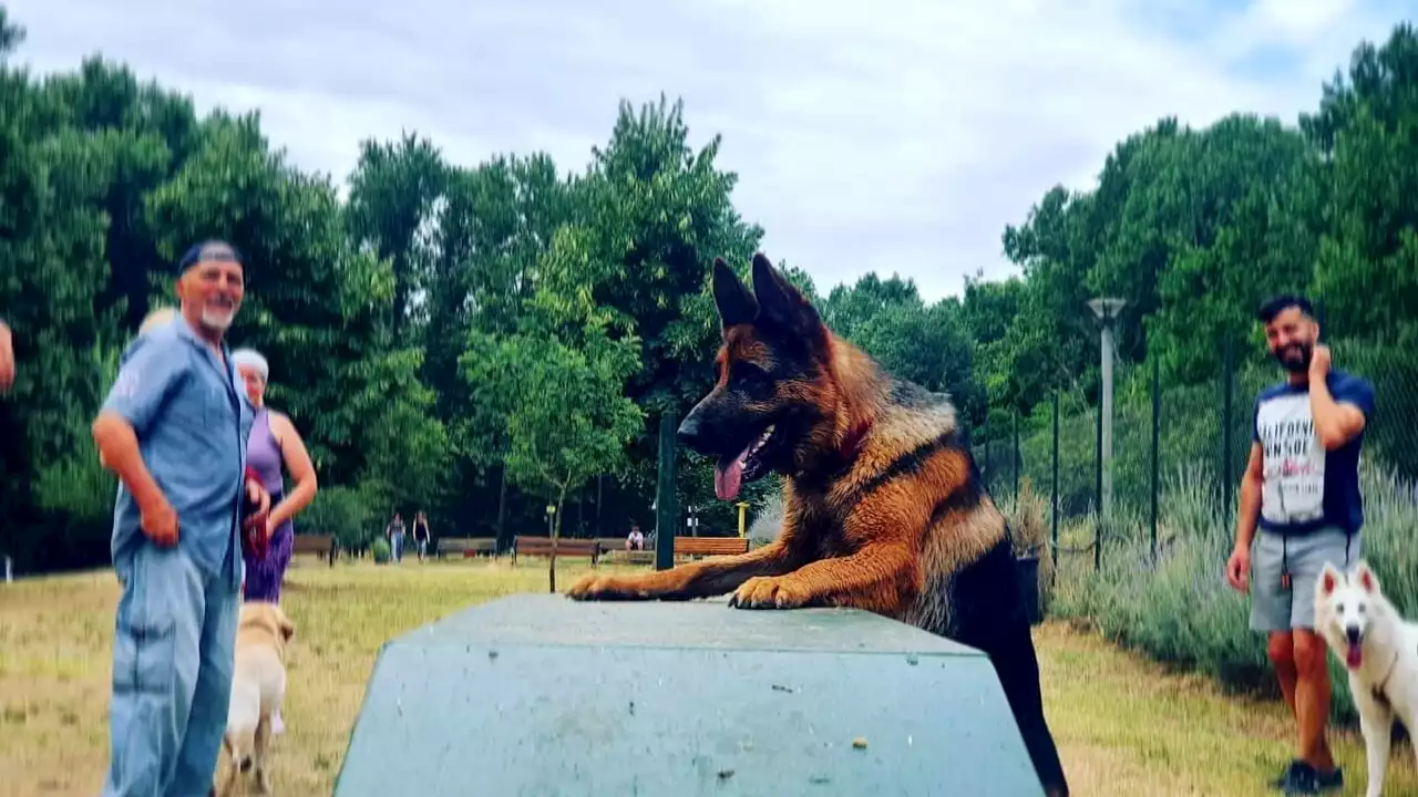 A Roma anche i cani fanno ginnastica: ecco dove saranno tutti i 'percorsi agility' a Roma