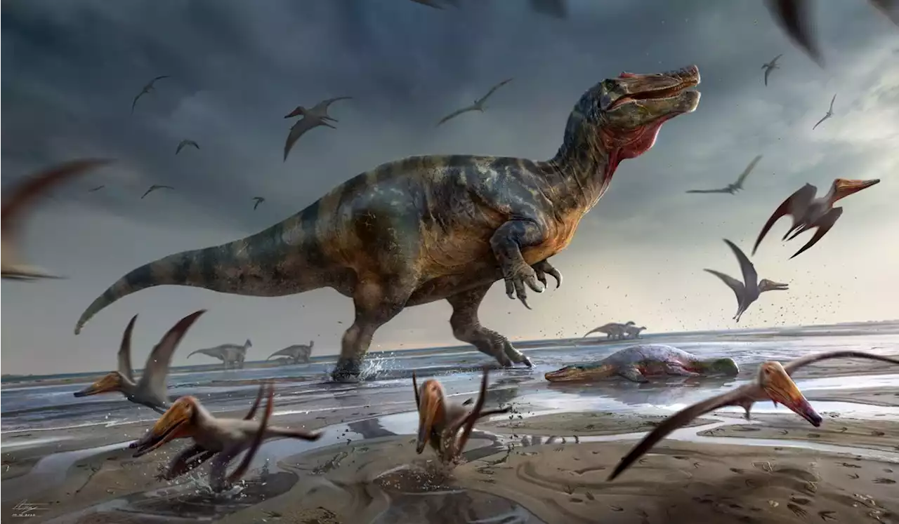 New Spinosaurid Dinosaur Unearthed on Isle of Wight | Sci-News.com