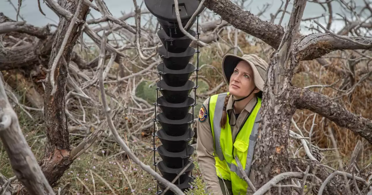 Column: Saving Torrey pines at state reserve a complicated puzzle to solve