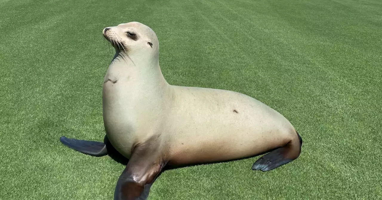 Pregnant sea lion found on golf course of a Carlsbad resort