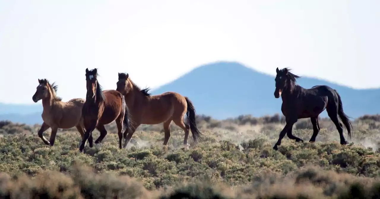 Federal officials want to remove 750 wild horses from southwestern Utah. What’s at stake?