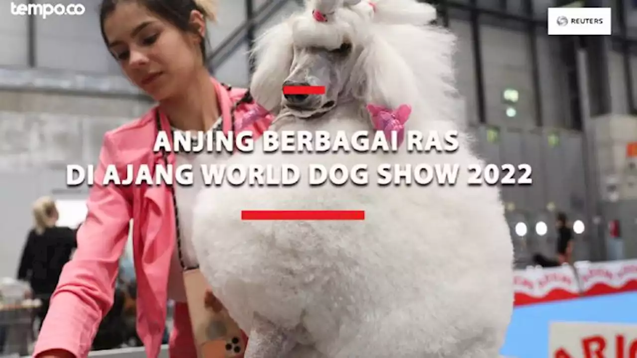 200 Ras Anjing Dunia Ikuti World Dog Show 2022