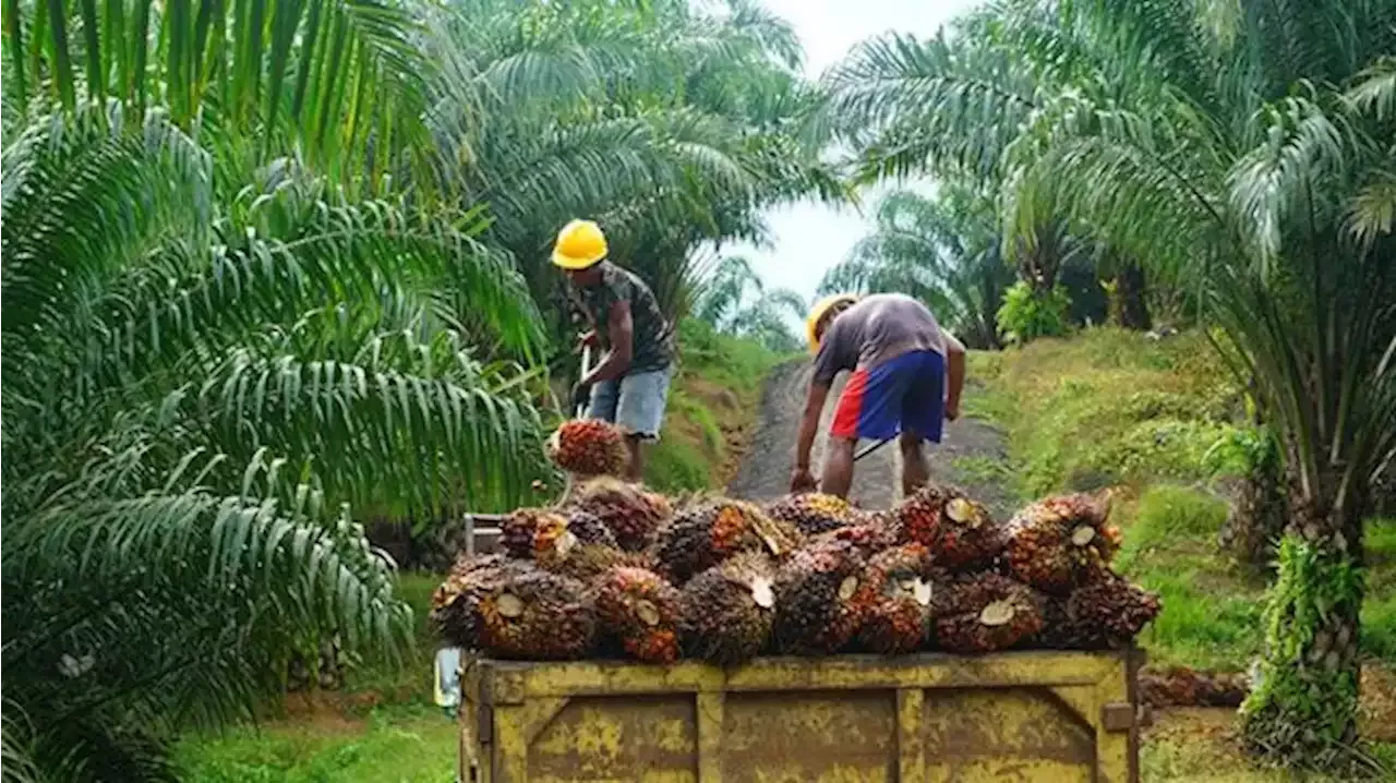 Harga TBS Kelapa Sawit Dan CPO Di Jambi Turun Berikut Daftarnya