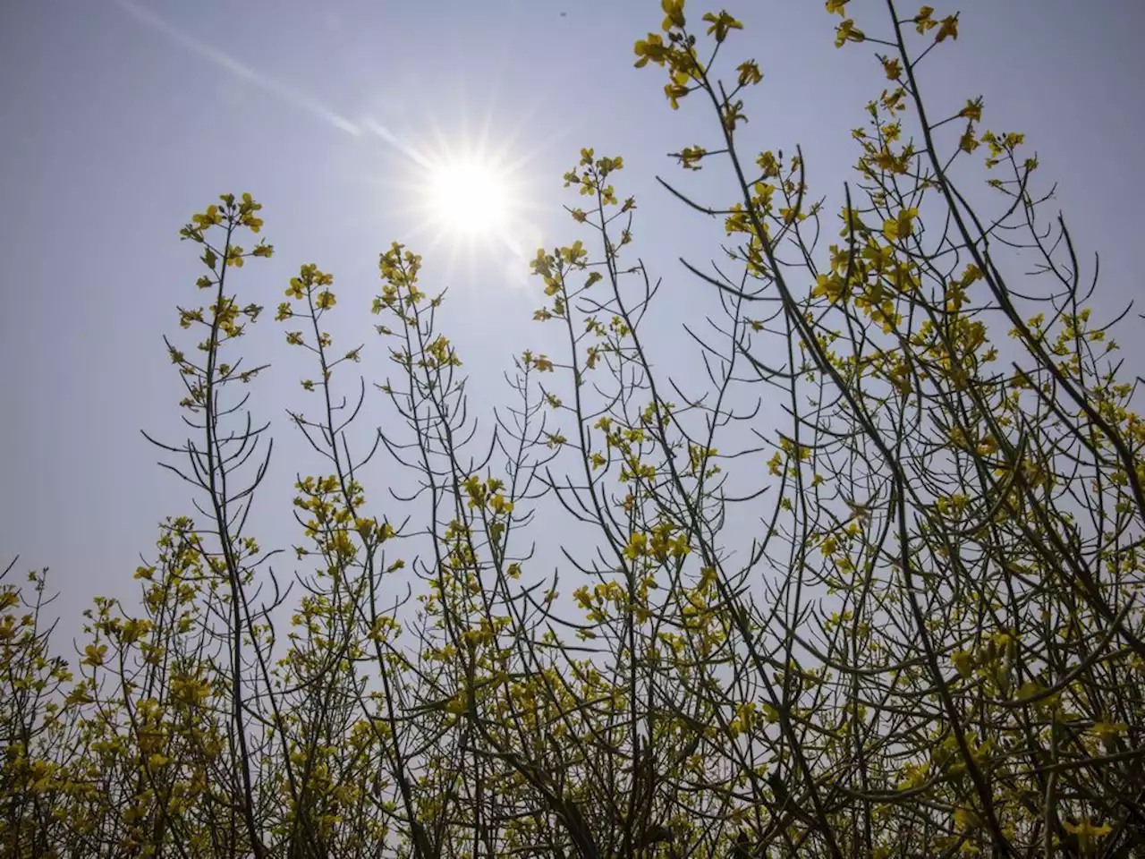 Canola crusher planned for Saskatchewan suspended