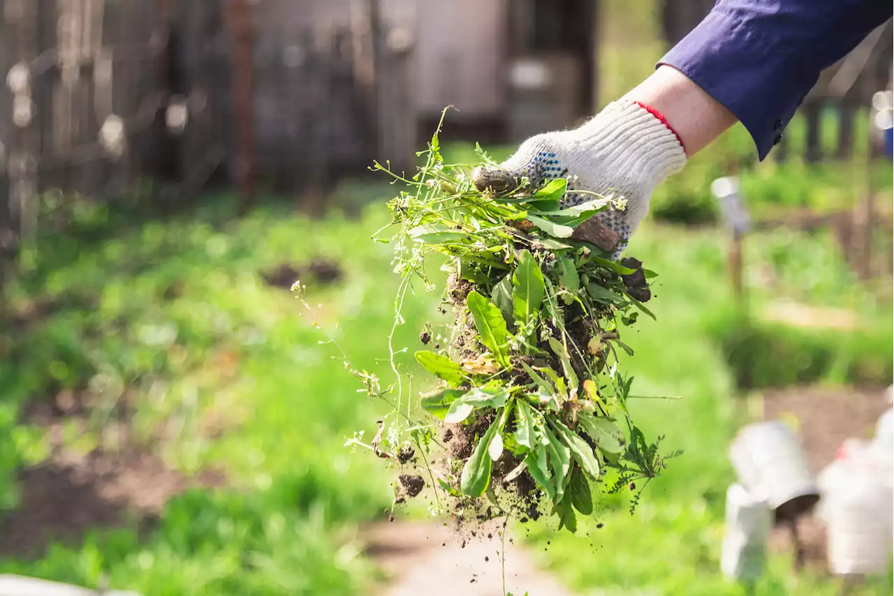 I'm a gardening expert - the cheap ingredient that will instantly banish weeds