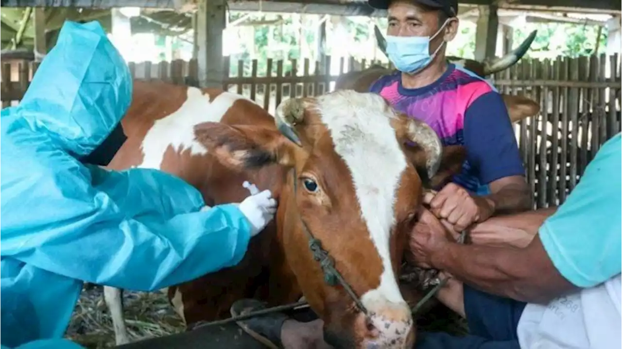 Ribuan Sapi di Jateng Mulai Divaksin Penyakit Mulut dan Kuku