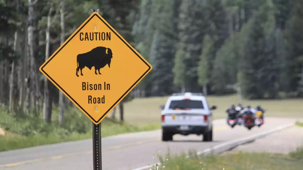 Grand Canyon won't seek volunteers to kill bison this fall