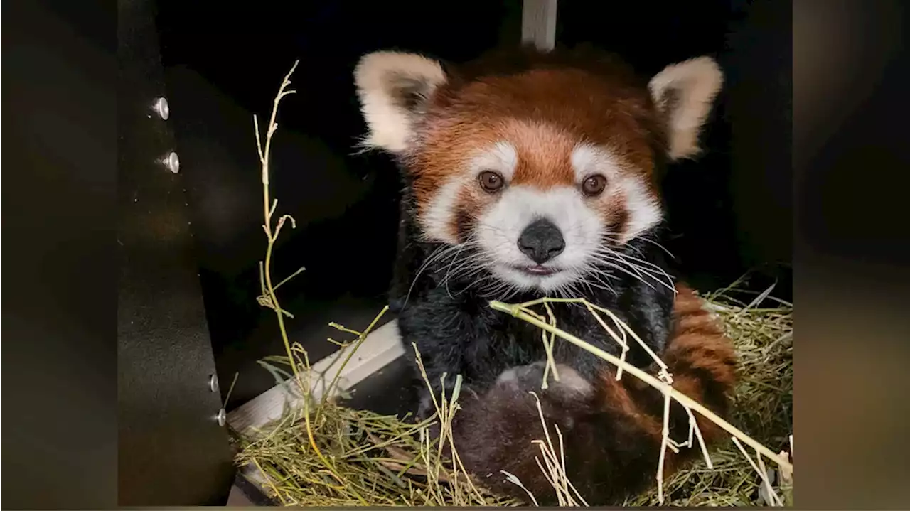 Zoo welcomes ‘significant birth’ of red panda female cub