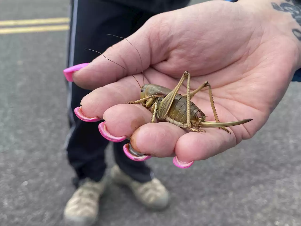 'Biblical' insect swarms spur Oregon push to fight pests