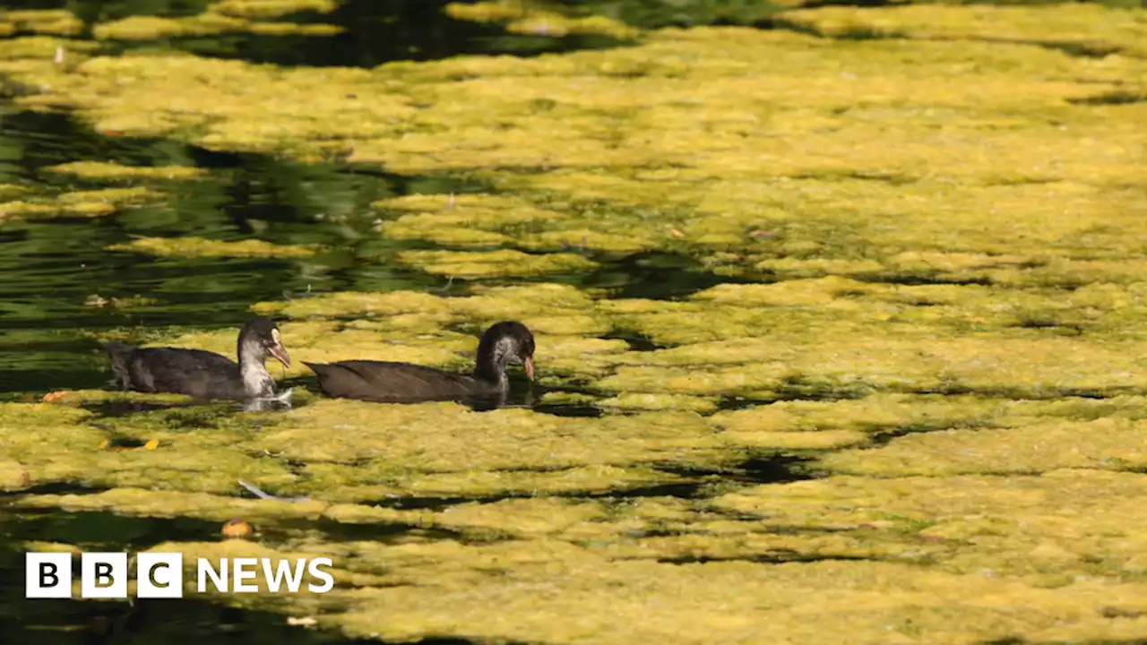 Alderford swimming lake closed after algae found