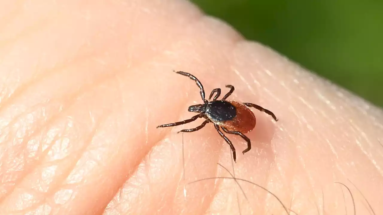 Vorsicht Zecken: Borrelioseinfektionen auf dem Vormarsch