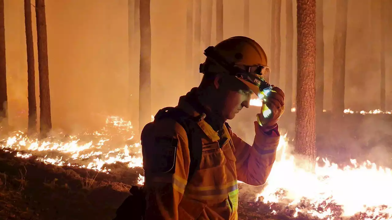 Das ist der Anti-Waldbrand-Plan für Berlin