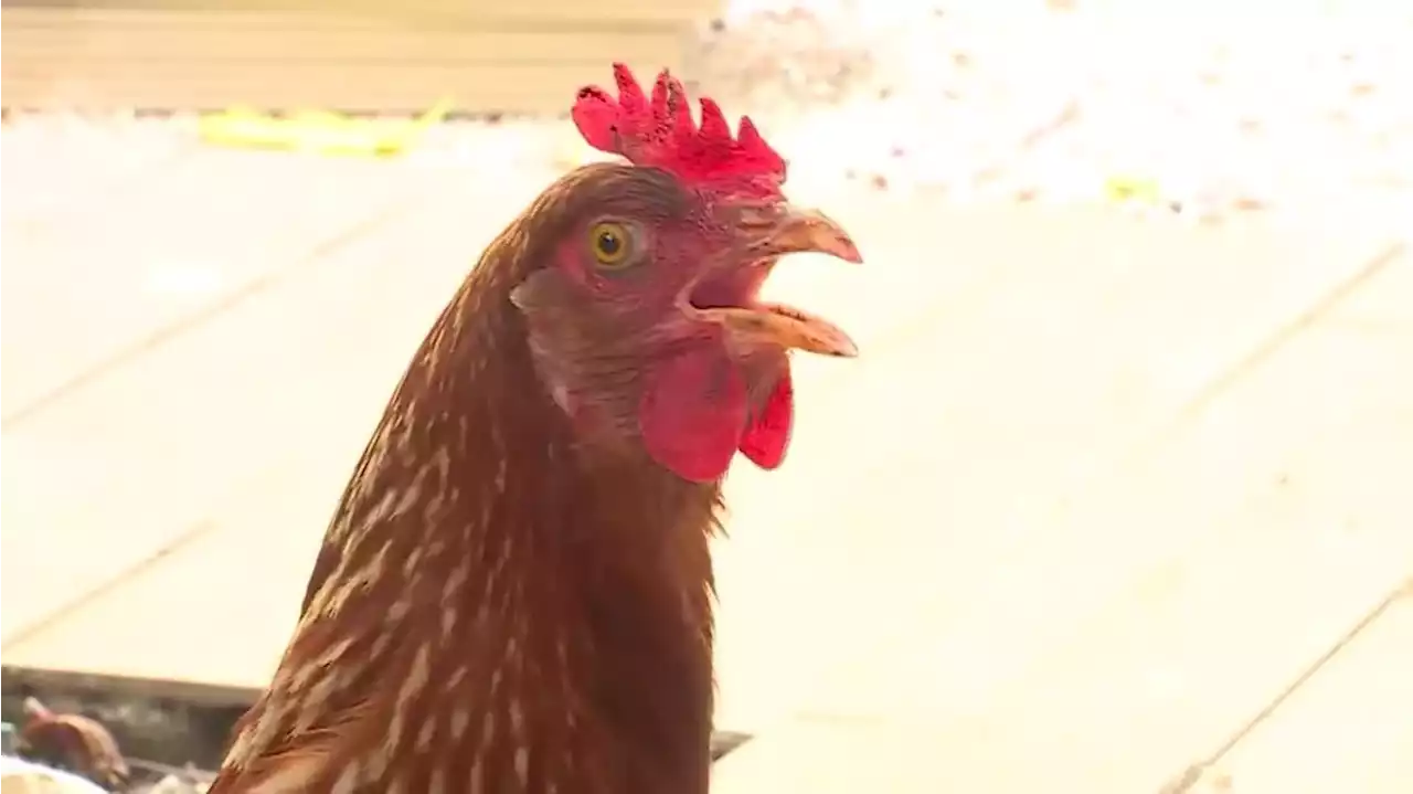 Owner’s search for pet chicken leads to human remains