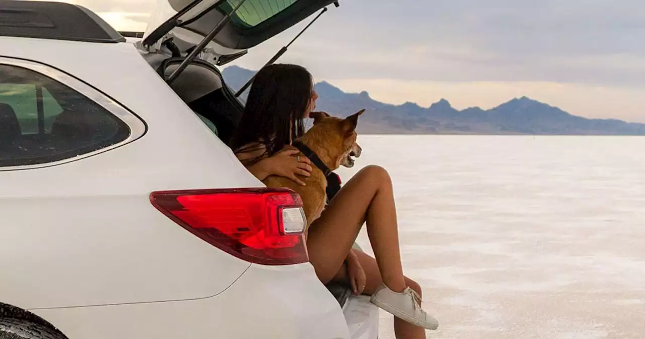 Roving with Rover: Tips for stress-free road-tripping with your dog