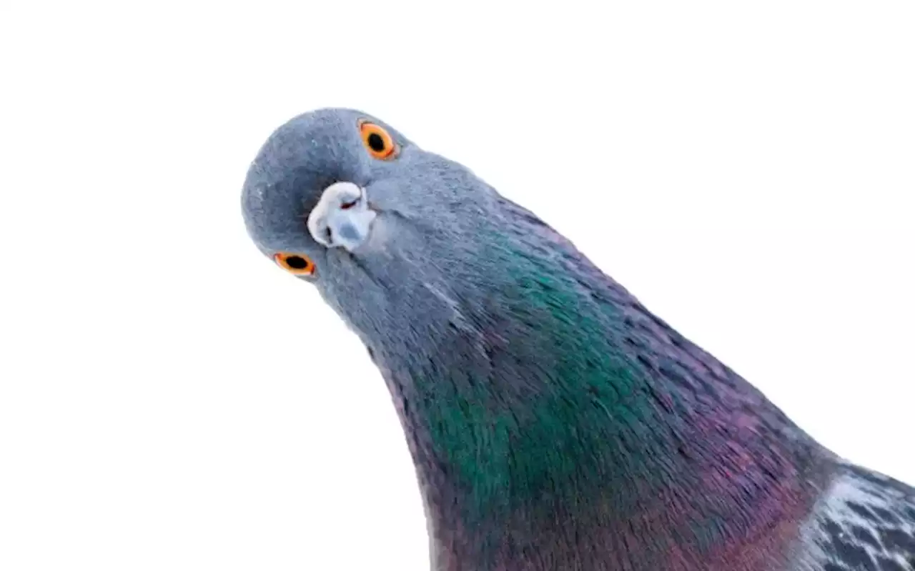 Bird-brained new Brexit rule threatens pigeon racing across English Channel