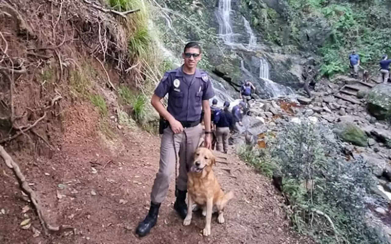 [PICS] Police dog heroes get day off with forest 'walkies' treat