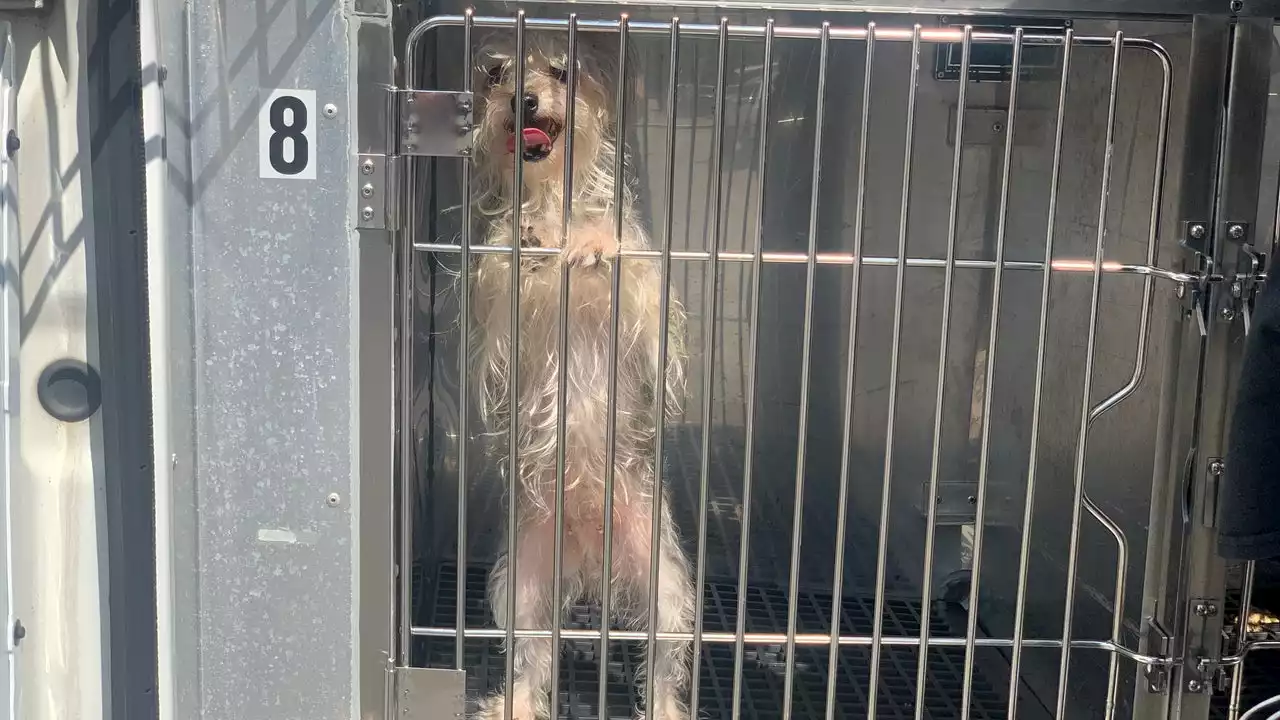 Pennsylvania SPCA rescues 100 animals in Lancaster County, animal cruelty investigation underway