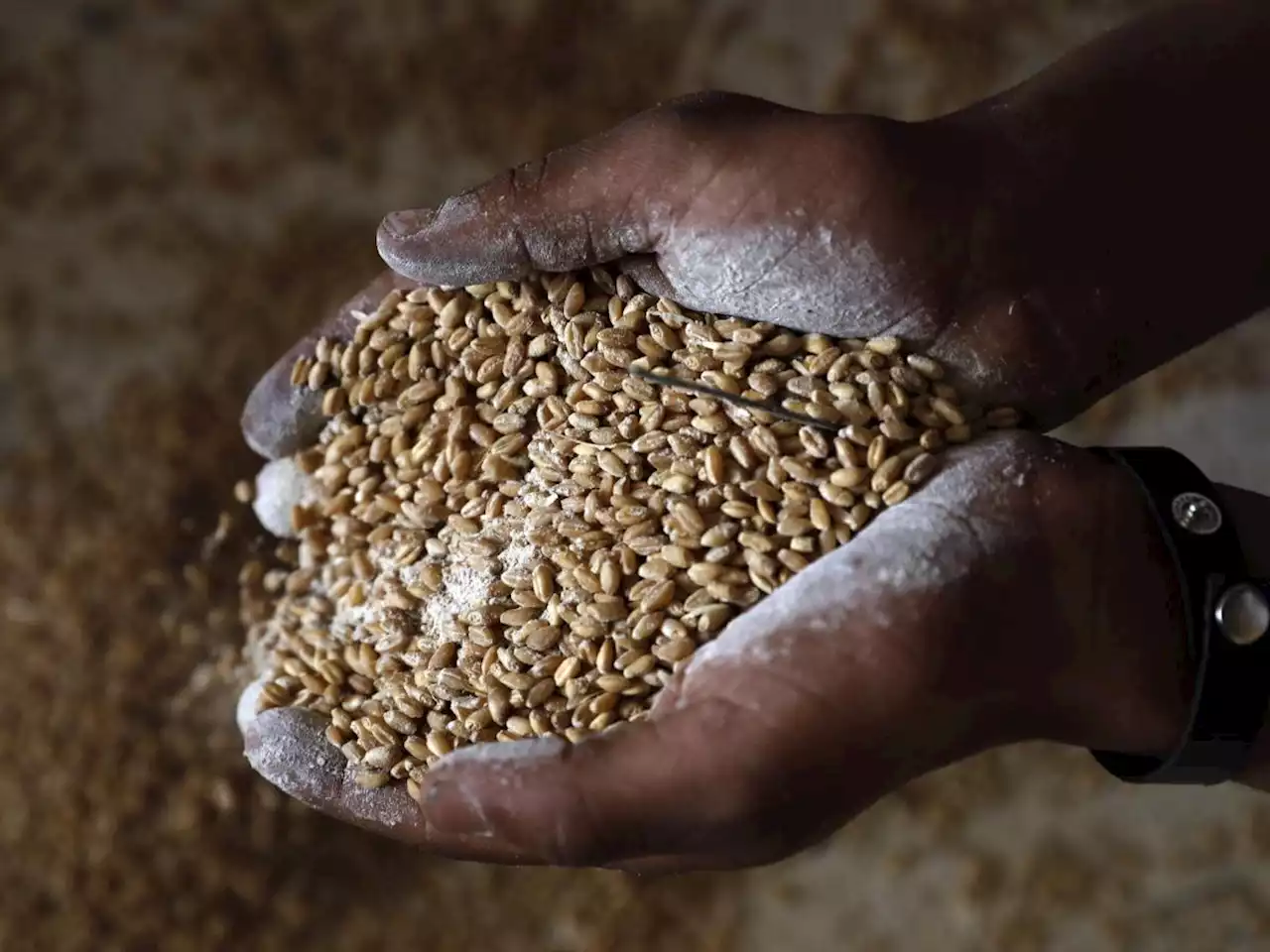 Il piano per il grano: un 'corridoio marittimo' per la Ue