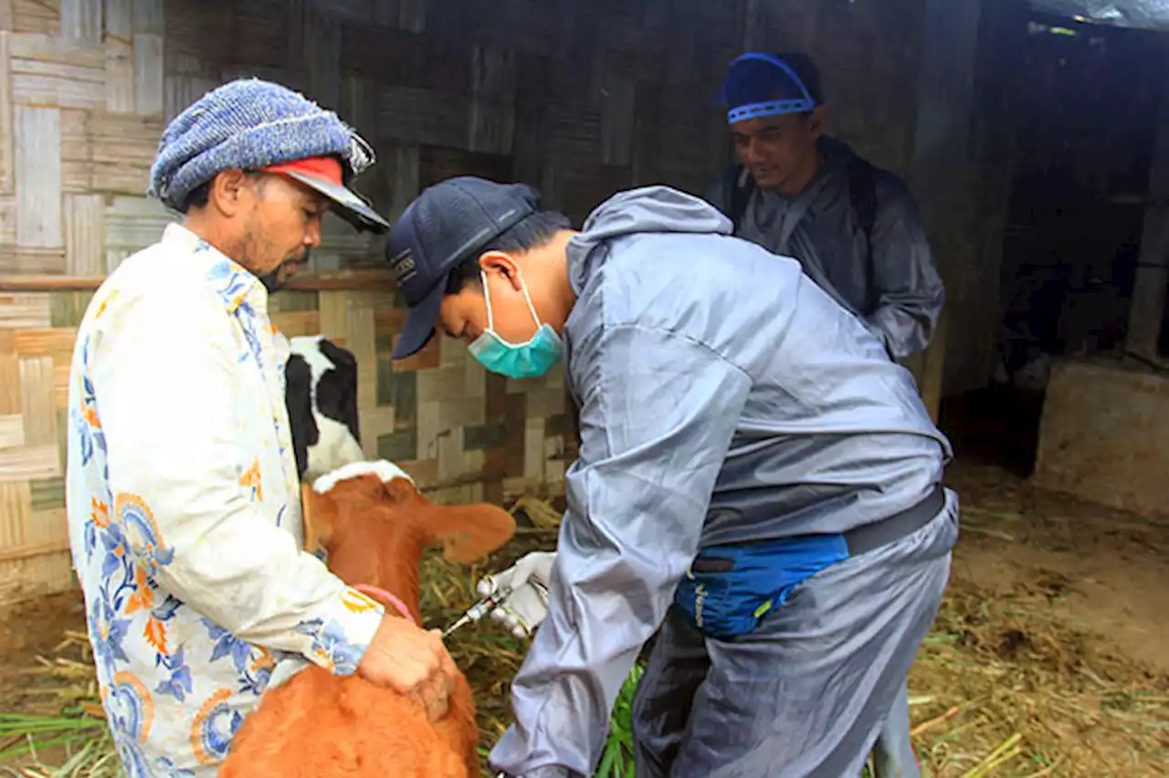 Dinas Pertanian Kabupaten Probolinggo Mulai Vaksin Sapi Perah