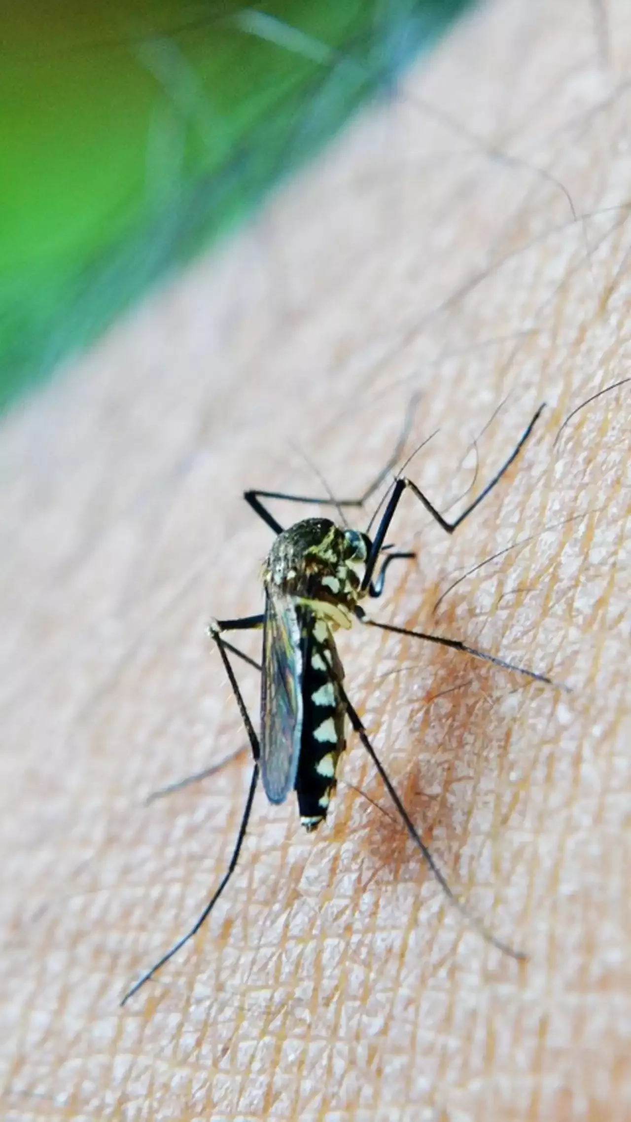 Dengue Veja Sintomas Causas E Tratamento