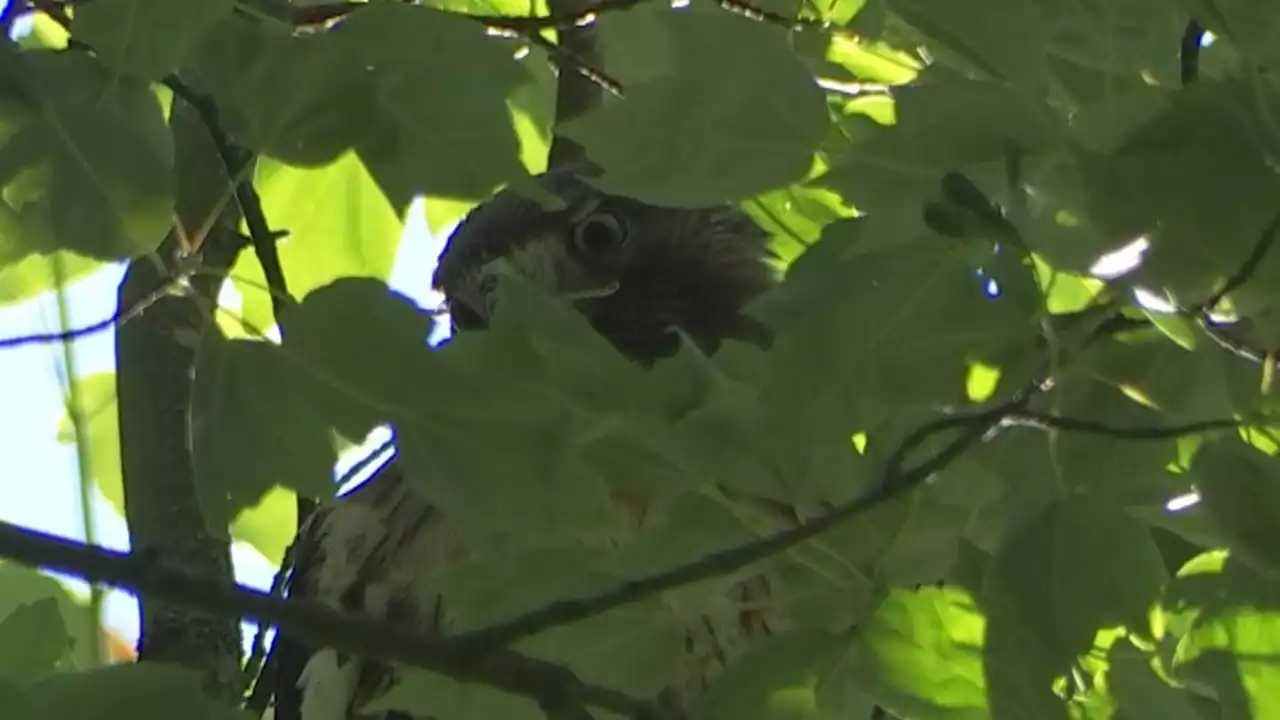 Local red-winged hawk soaring in wild again after second rescue