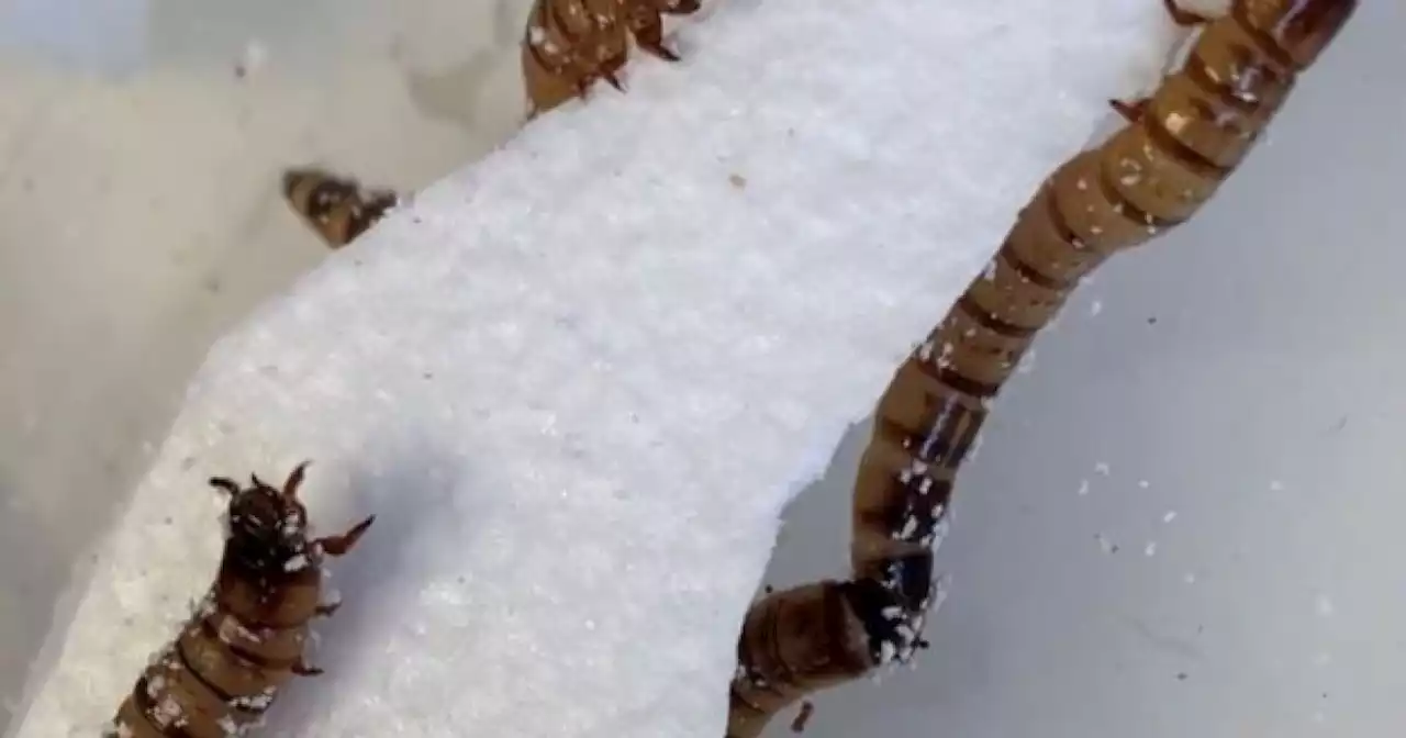 How 'superworms' could help solve the trash crisis