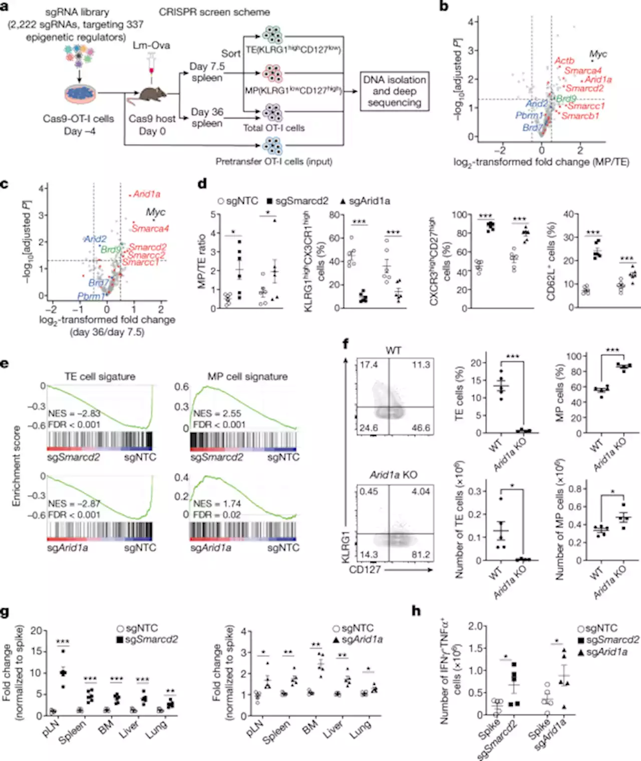 cBAF complex components and MYC cooperate early in CD8+ T cell fate - Nature