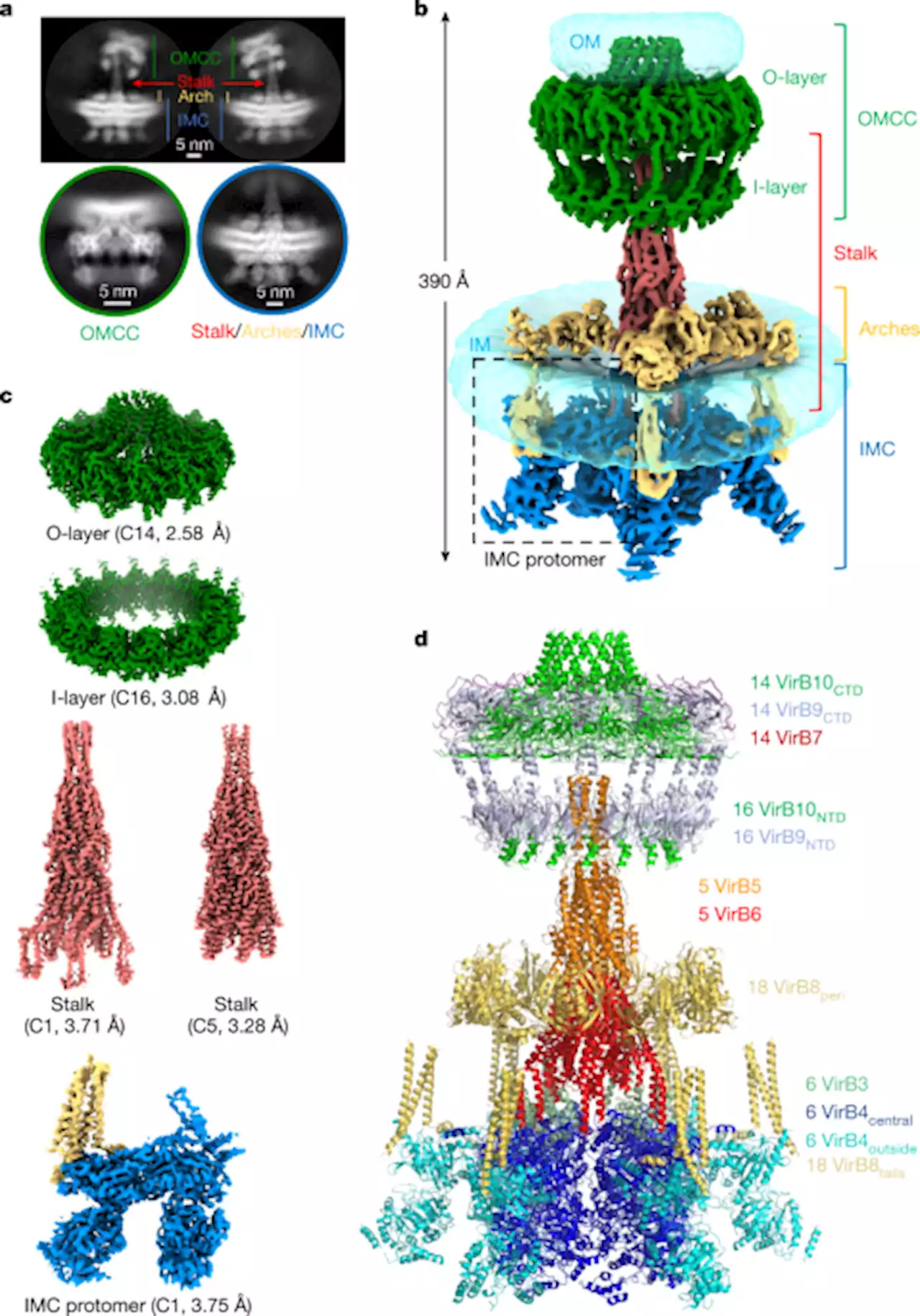 Cryo-EM structure of a type IV secretion system - Nature