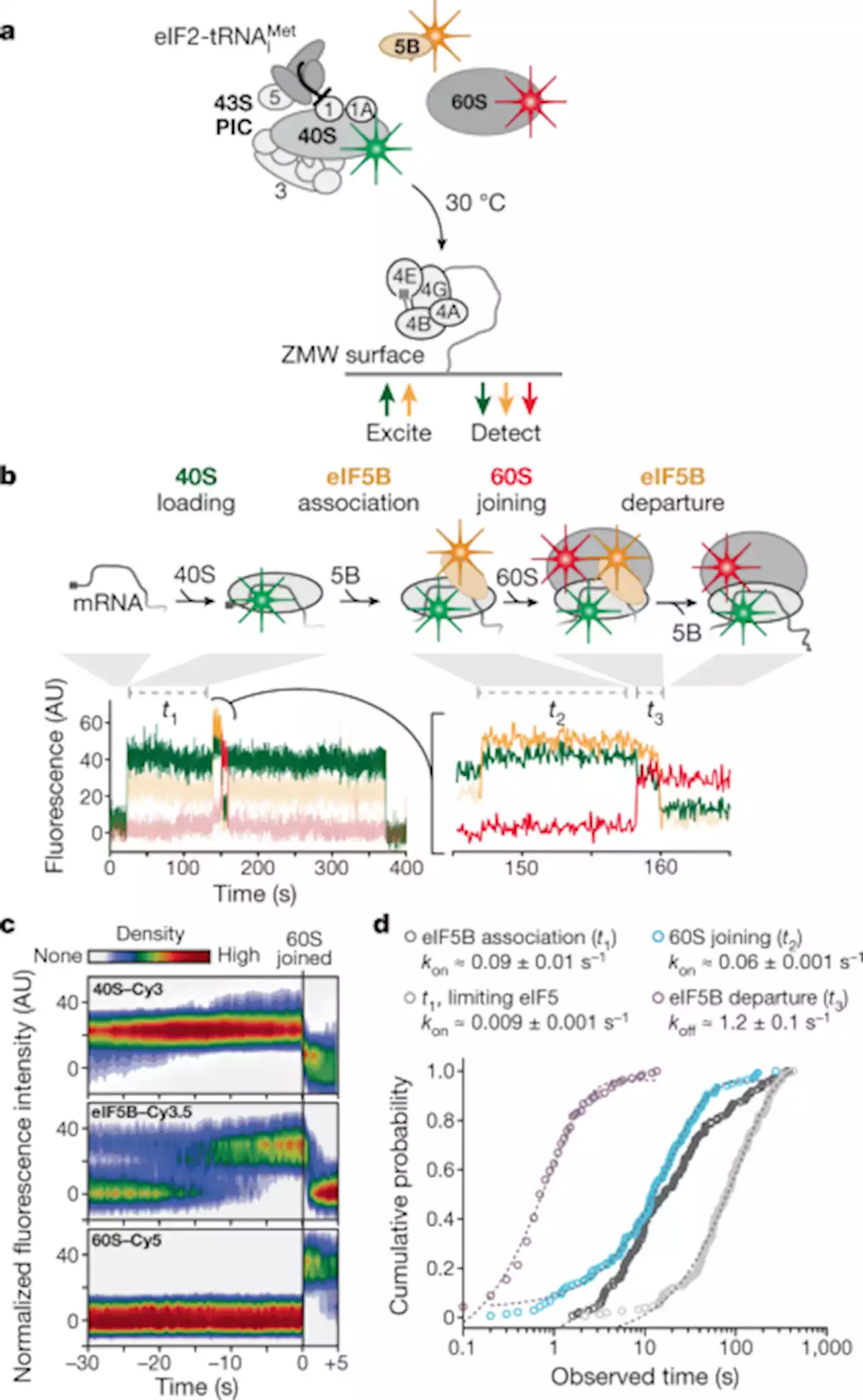 eIF5B and eIF1A reorient initiator tRNA to allow ribosomal subunit joining - Nature