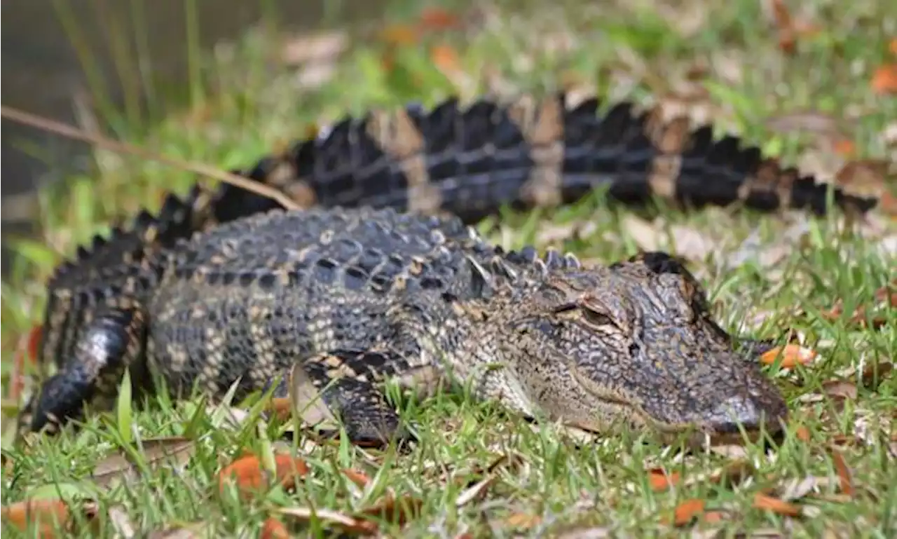 One Dead in Myrtle Beach Area After Alligator Attacks Unsuspecting Resident