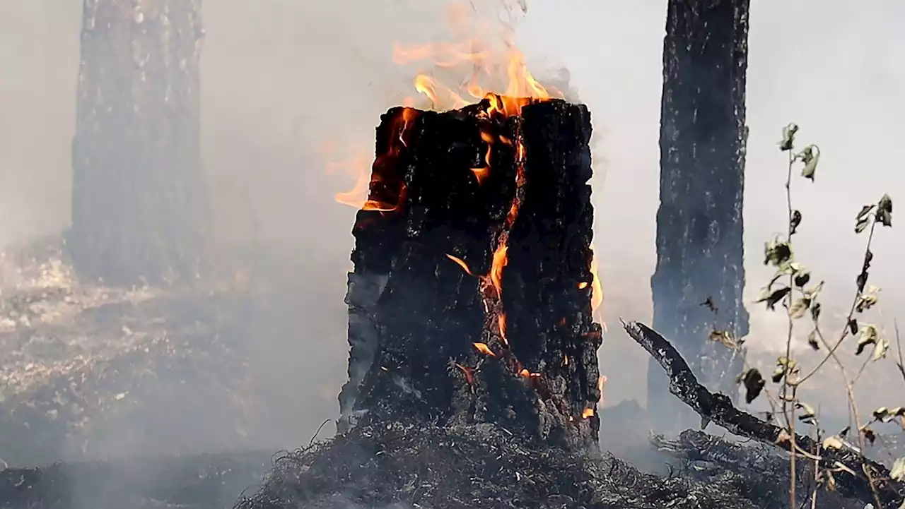 Wie man sich bei Waldbrandgefahr richtig verhält