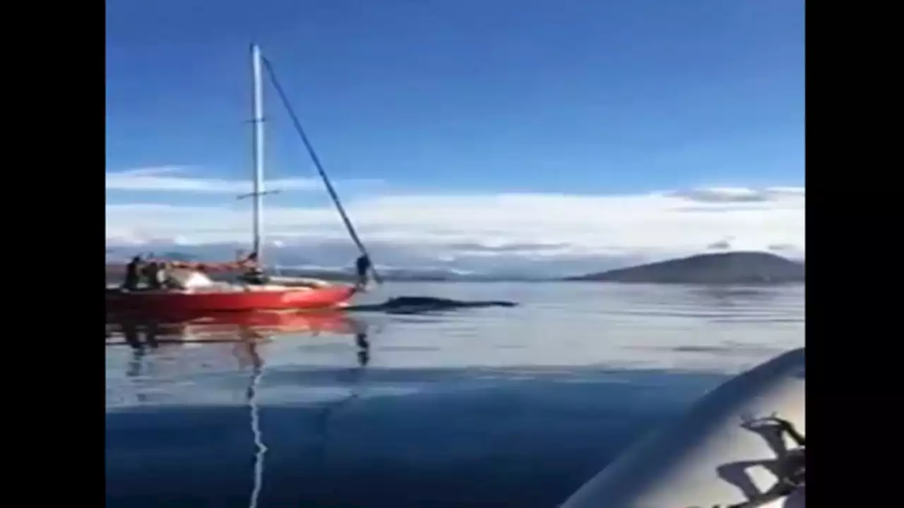 Tierra del Fuego: denuncian a los navegantes de un velero que embistieron a una ballena en el Canal de Beagle