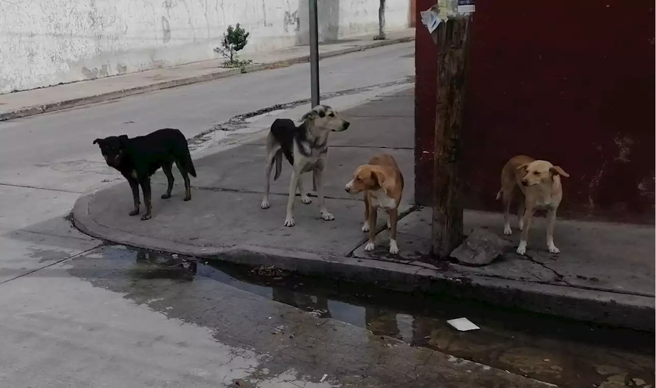 Preocupa proliferación de perros callejeros en San José Iturbide