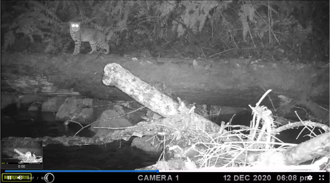 Watch bobcats, bears, and even birds use fallen logs as bridges