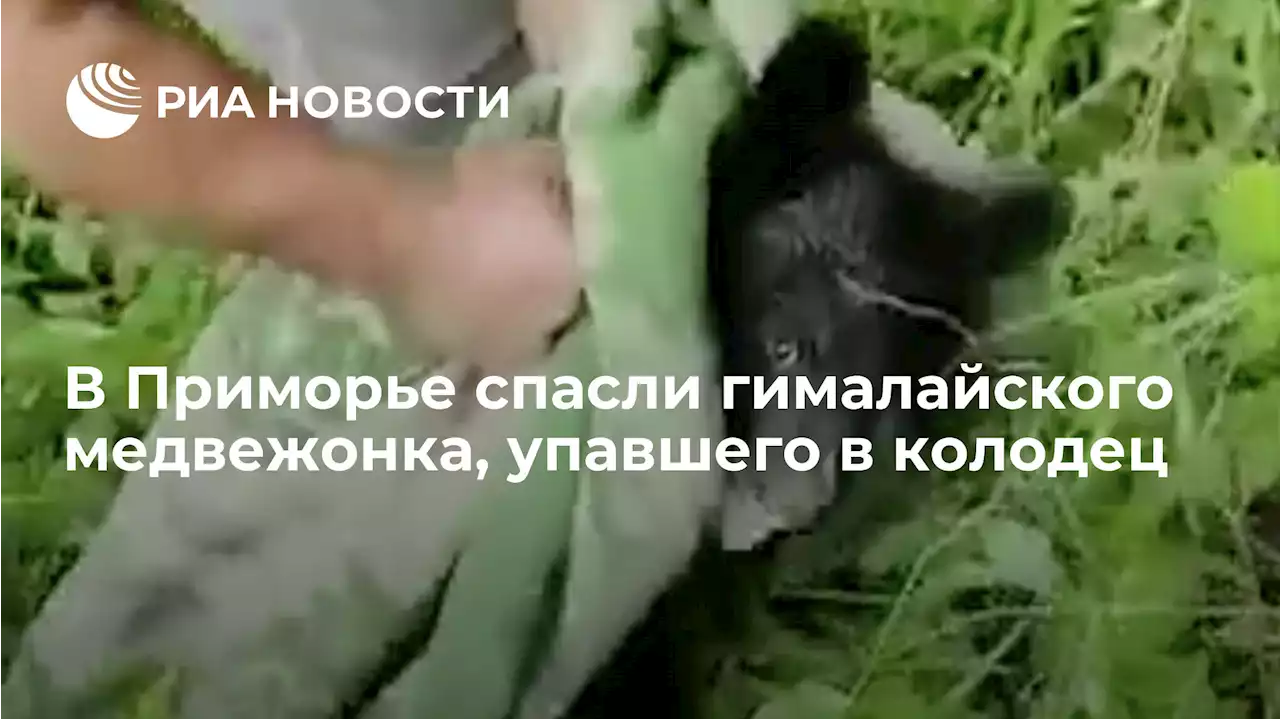 В Приморье спасли гималайского медвежонка, упавшего в колодец