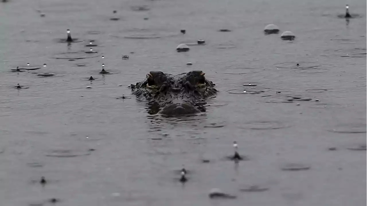 Eleven-Foot Alligator Kills One Person in South Carolina Pond Attack