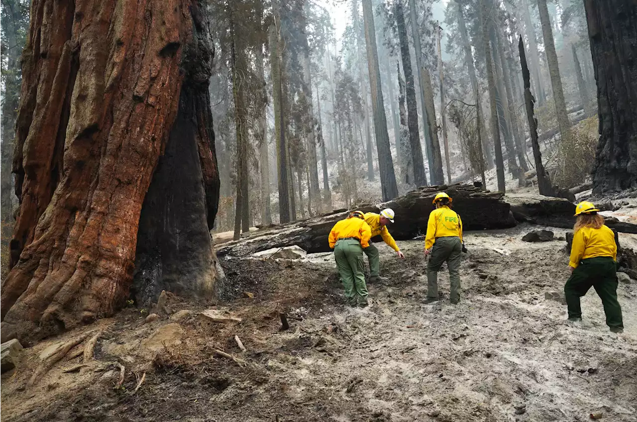 Opinion | We know what to do to save the giant sequoias