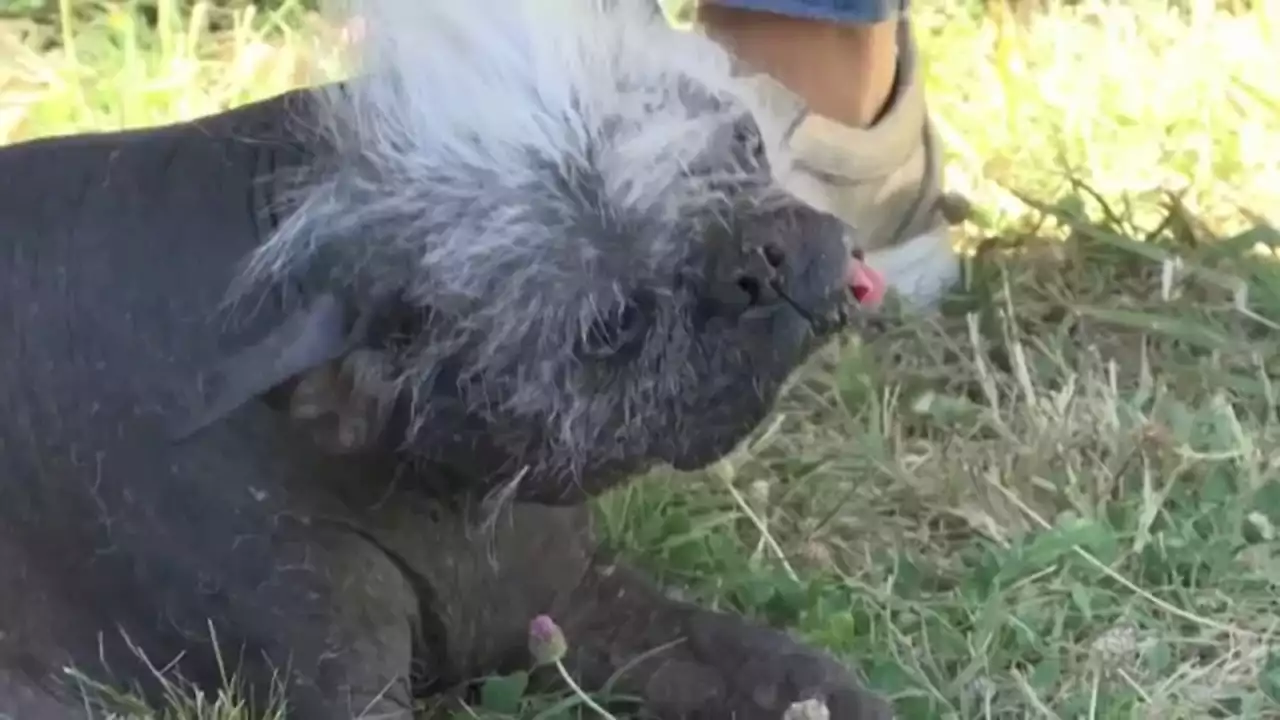 Mr. Happy Face, hairless Chihuahua mix from Arizona, named 'World's Ugliest Dog'