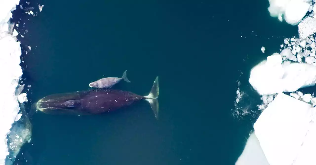 Pollutants from far distances found in Bering Sea animals hunted by Indigenous people