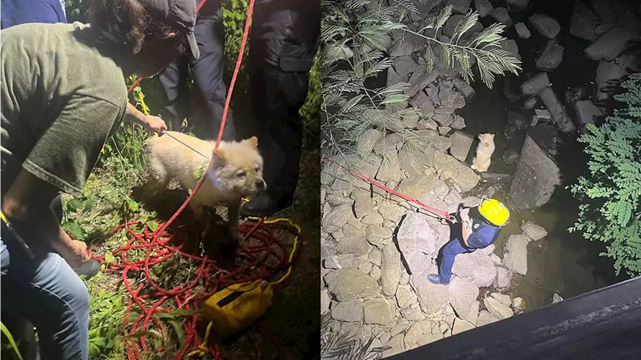 AMAZING: Firefighter rappels down overpass to save dog that fell into ravine