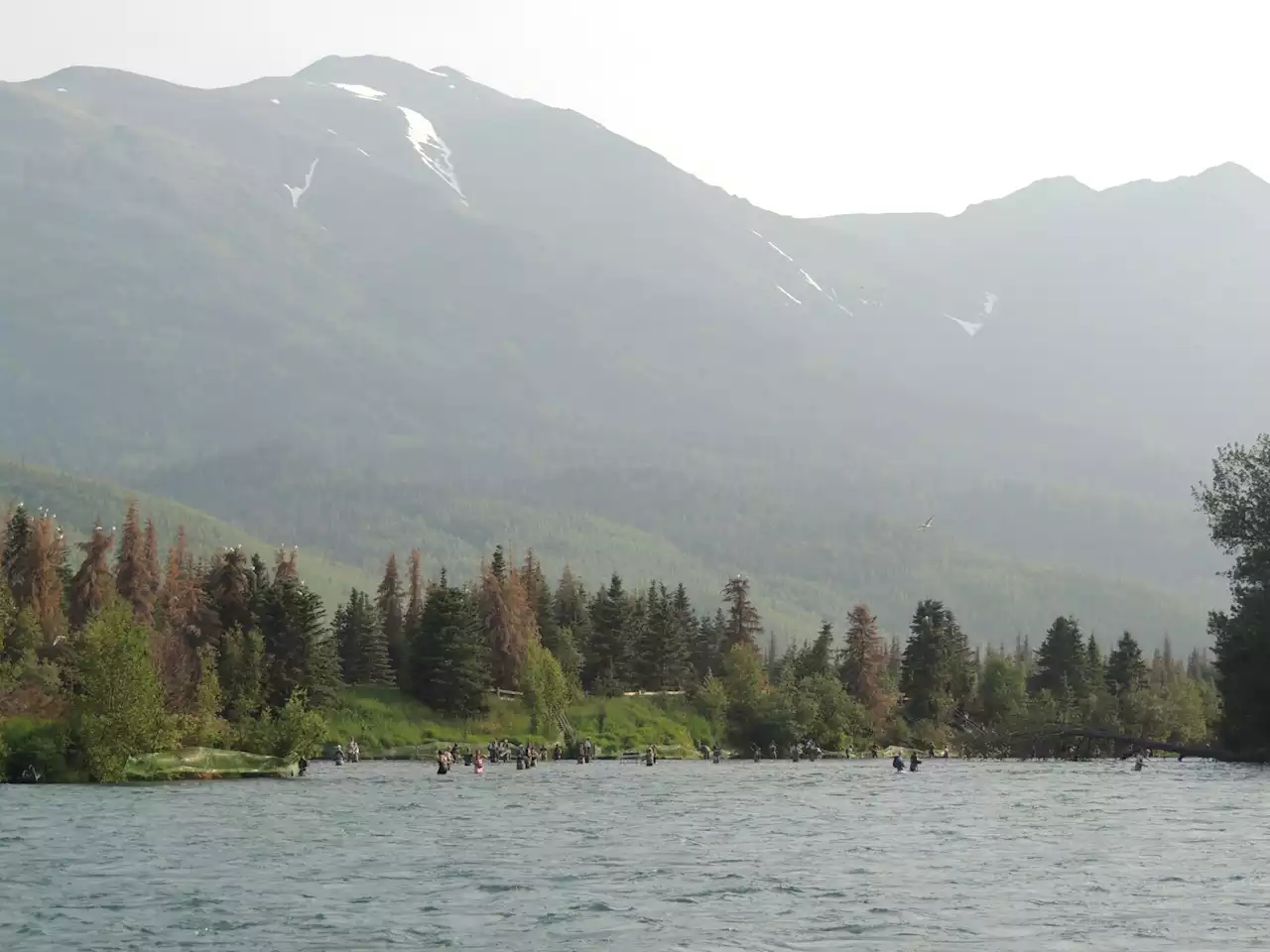 Catch limits increased for Russian River sockeye - Alaska Public Media