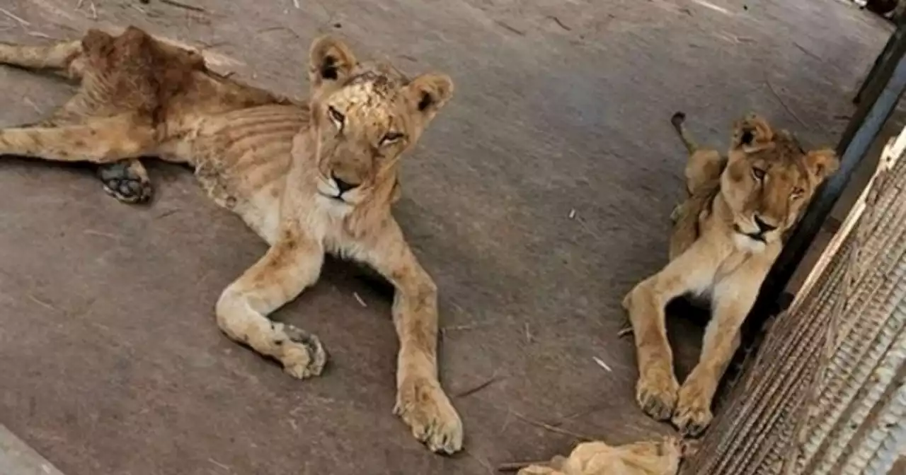 Cómo están hoy los leones que hace dos años morían de hambre en un zoo