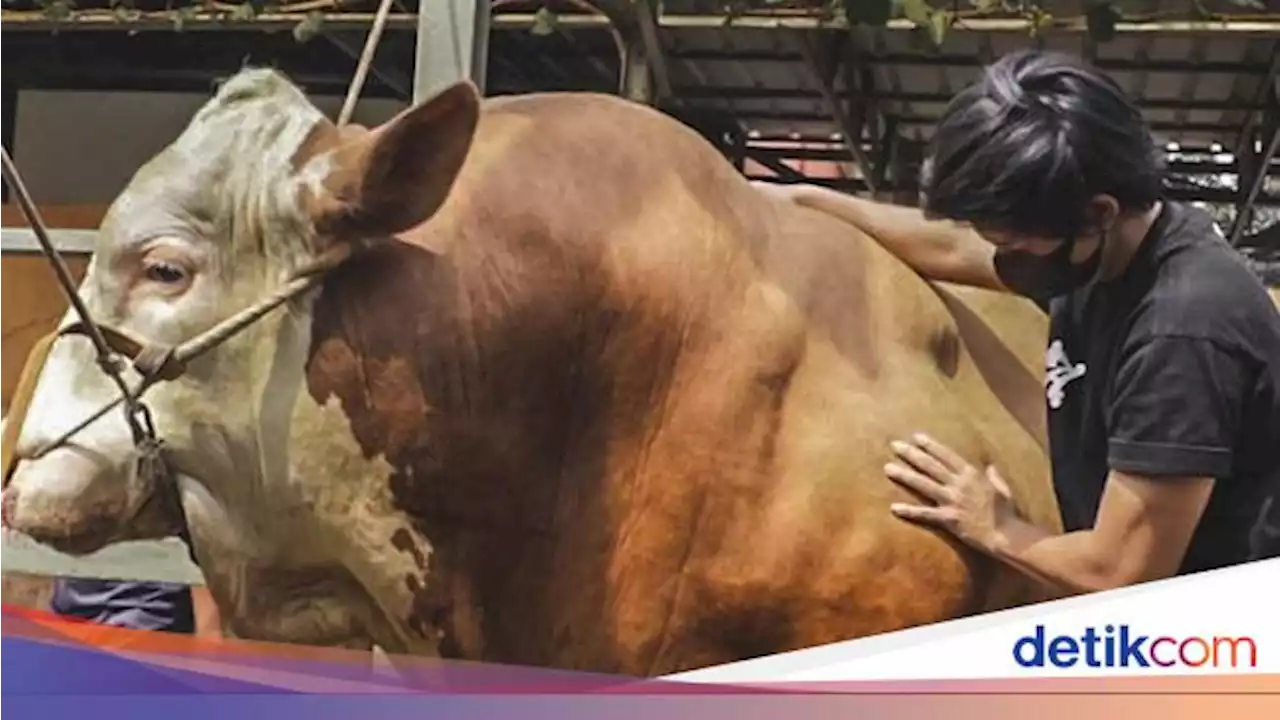 Harga Sapi Megalodon Milik Atta Halilintar