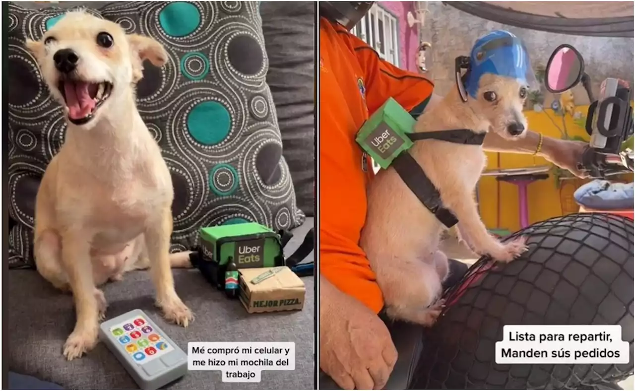 Con casco y mochila térmica, perrita repartidora se hace viral en TikTok