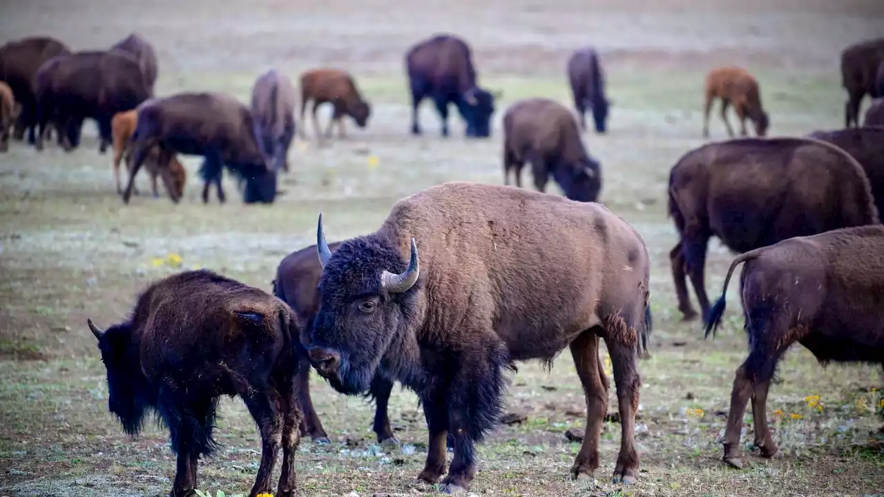 Grand Canyon won't seek volunteers to kill bison this fall