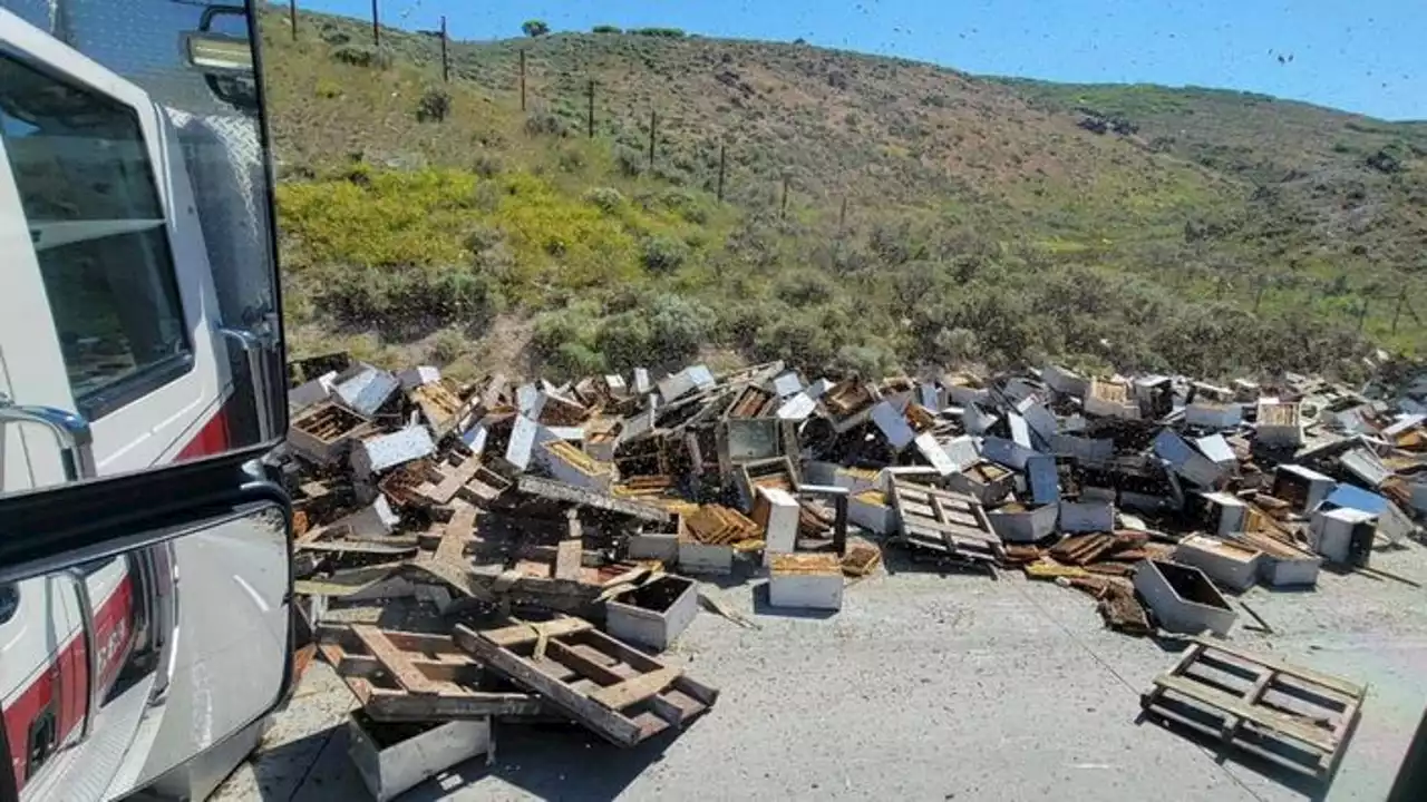 ‘Multiple stings’ after truck carrying 200 beehives rolls over on highway